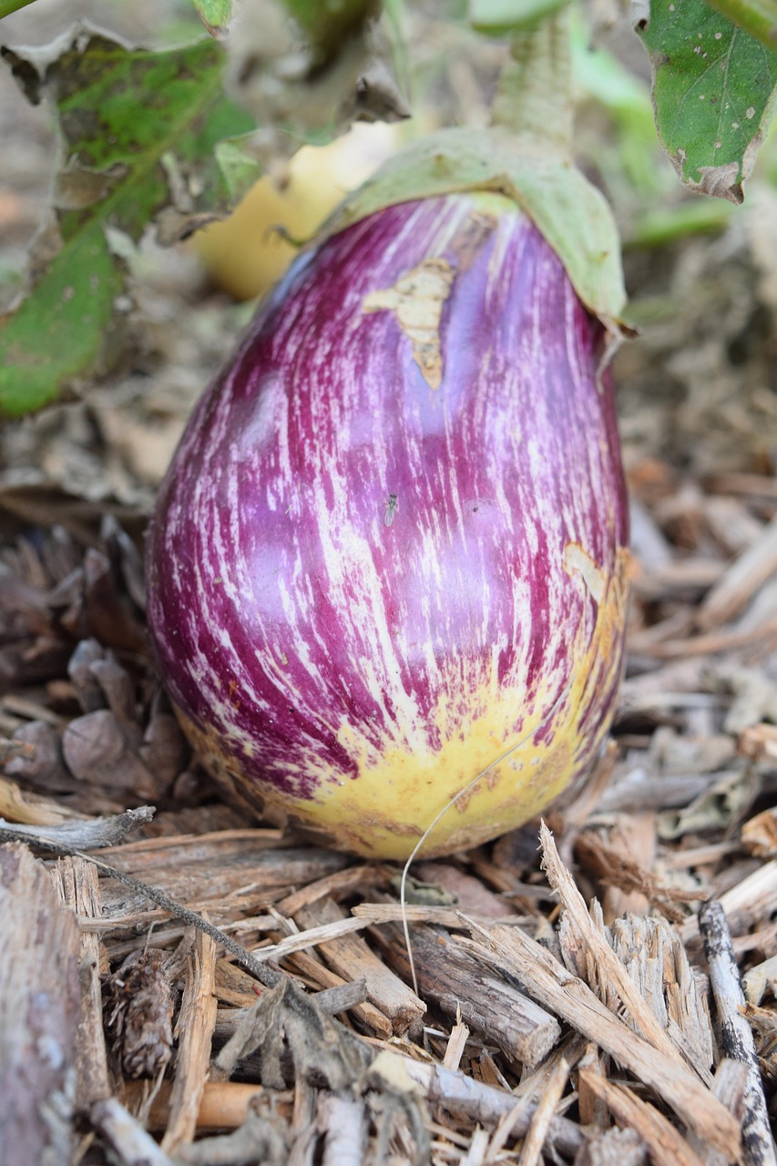 découvrez la permaculture, une approche durable de l'agriculture qui harmonise les cultures avec l'écosystème. apprenez à créer des jardins productifs et respectueux de l'environnement grâce à des techniques innovantes et des principes écologiques.