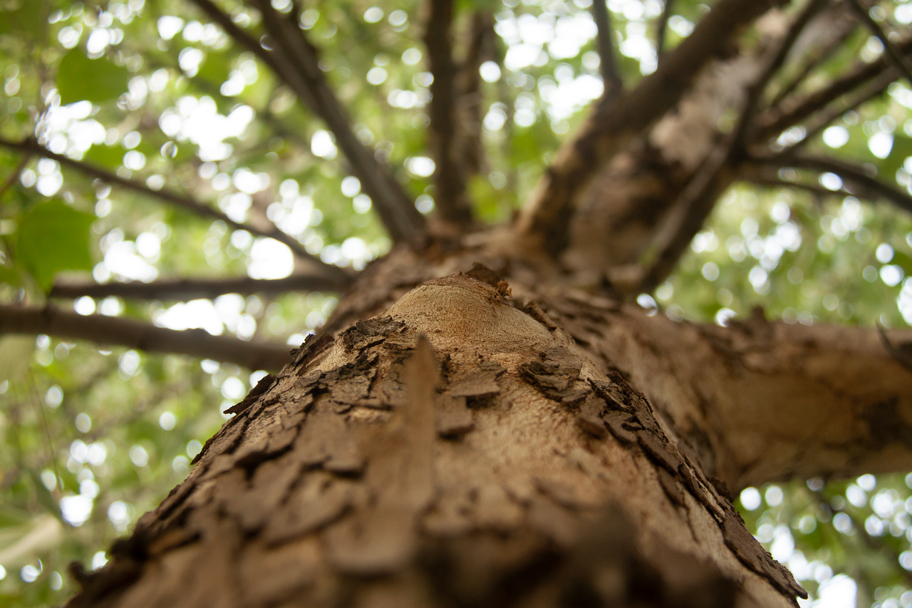 découvrez l'importance de la reforestation pour la préservation de notre planète. apprenez comment des initiatives locales et internationales contribuent à la lutte contre le changement climatique, soutiennent la biodiversité et améliorent la qualité de l'air. engagez-vous dès aujourd'hui pour un avenir plus vert et durable!