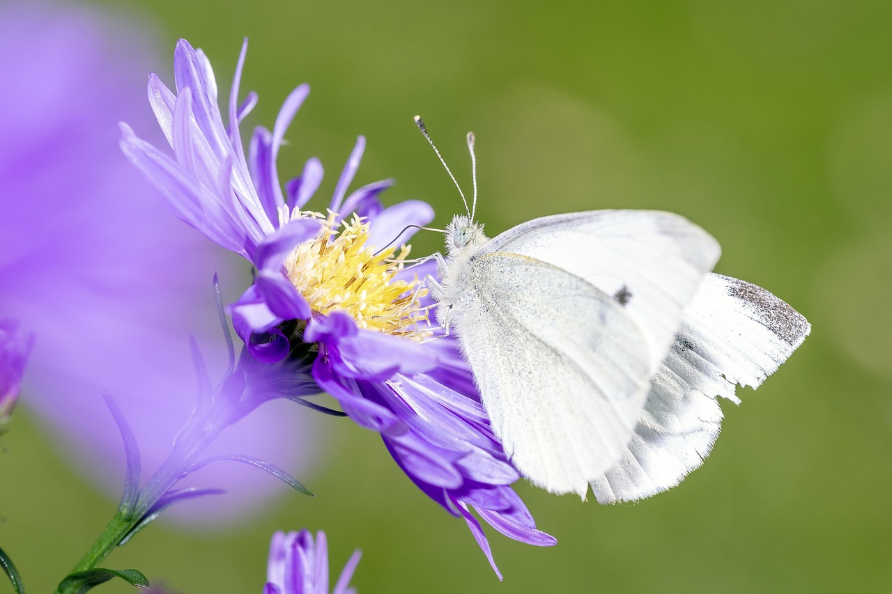 L’éducation à l’environnement : clé de la préservation de la biodiversité