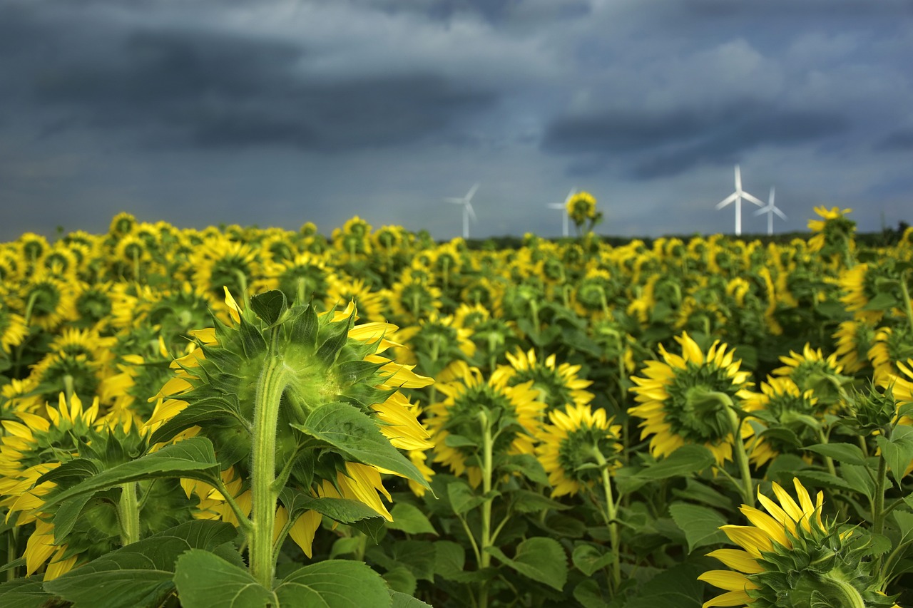 découvrez l'agriculture ancienne, ses méthodes innovantes et son impact sur le développement des civilisations. explorez les techniques de culture, les outils utilisés et l'évolution des pratiques agricoles à travers l'histoire.