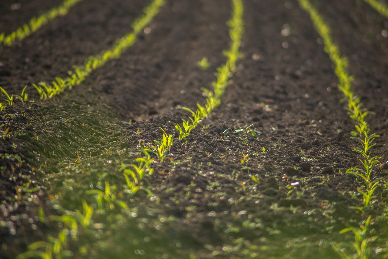 découvrez l'agriculture ancienne, une pratique essentielle qui a façonné les civilisations à travers le temps. explorez les techniques, cultures et innovations qui ont permis aux sociétés de se développer et de prospérer grâce à l'exploitation de la terre.