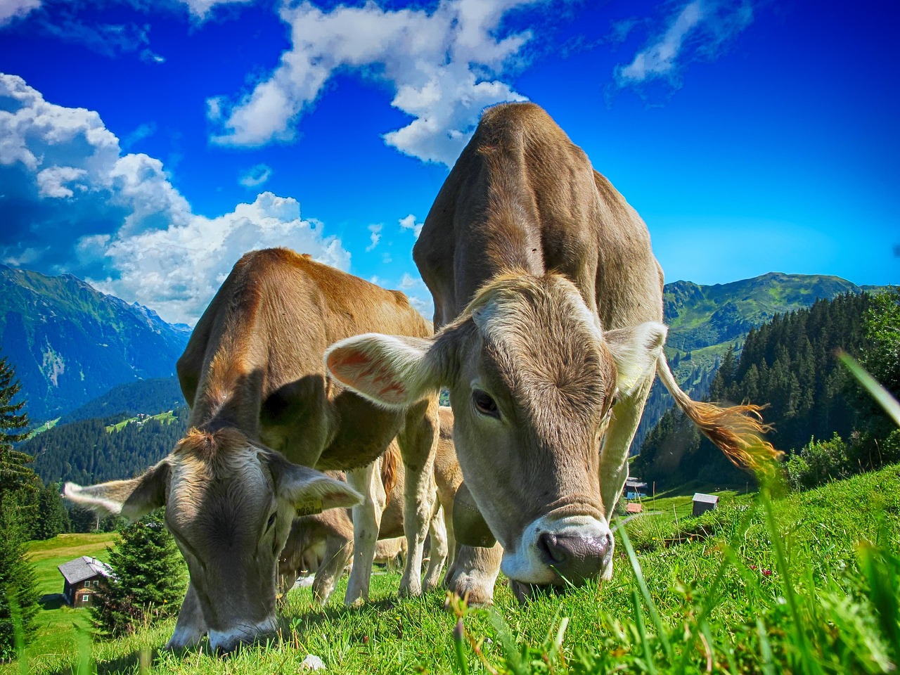 découvrez les pratiques agricoles respectueuses de l'environnement qui favorisent une agriculture durable. apprenez comment l'agriculture écologique contribue à la lutte contre le changement climatique tout en préservant la biodiversité et en améliorant la qualité des sols.