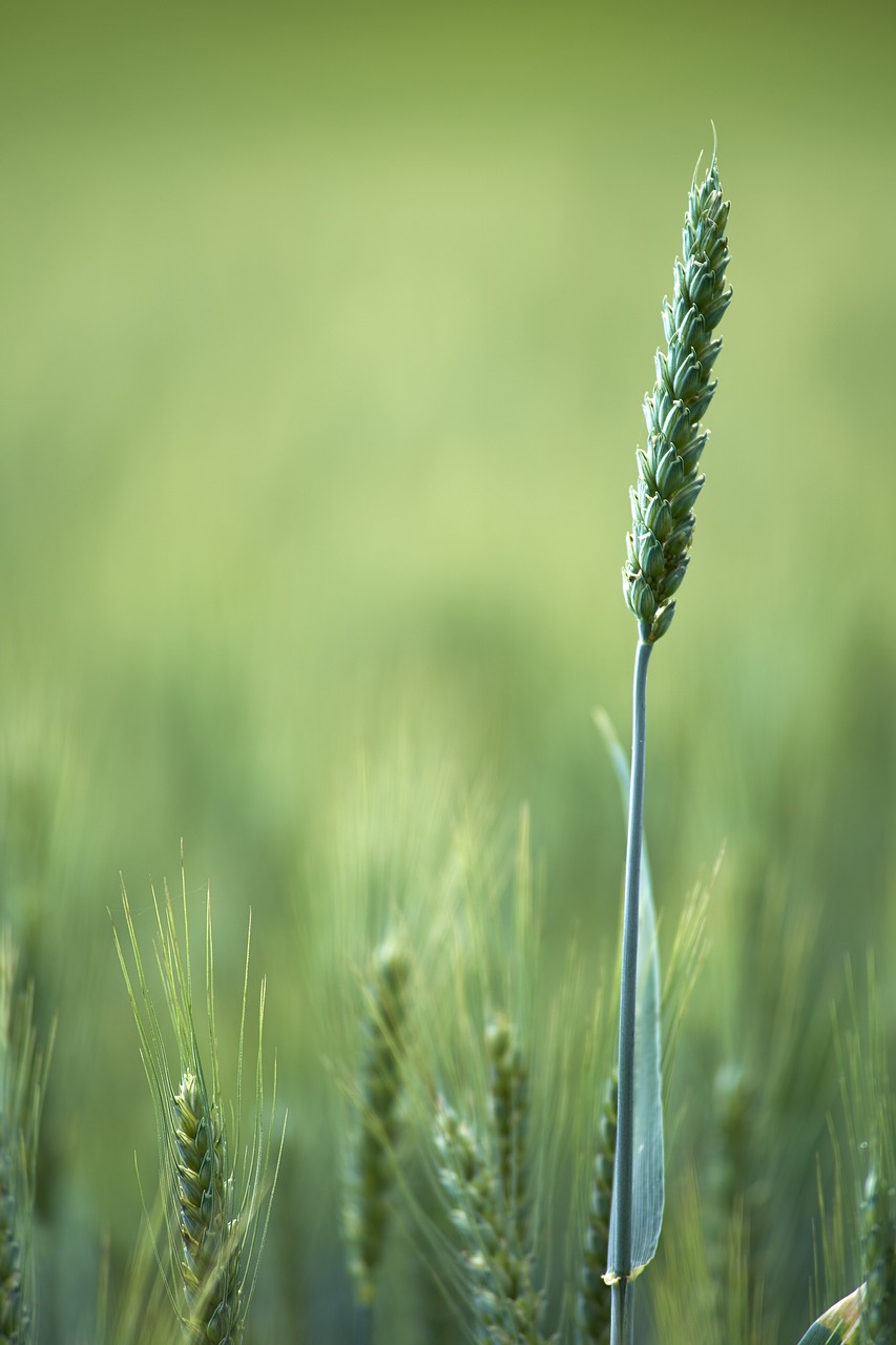 découvrez l'agriculture écologique et respectueuse du climat : des pratiques durables, une utilisation responsable des ressources et des techniques innovantes pour préserver notre planète tout en assurant une production alimentaire efficace.