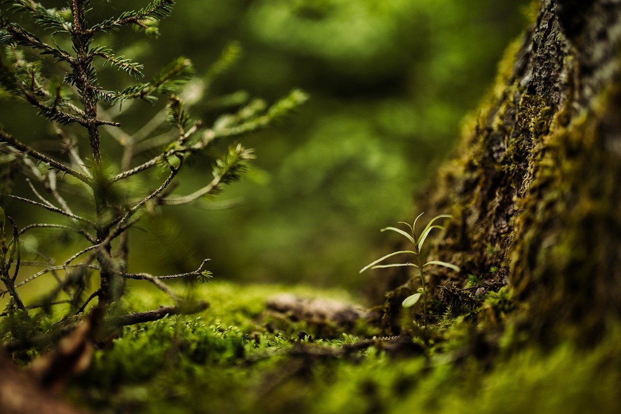 célébrez la journée de la terre en vous engageant pour la protection de notre planète. découvrez des conseils pratiques pour réduire votre empreinte écologique et participer à des activités locales qui font la différence. ensemble, agissons pour un avenir durable!