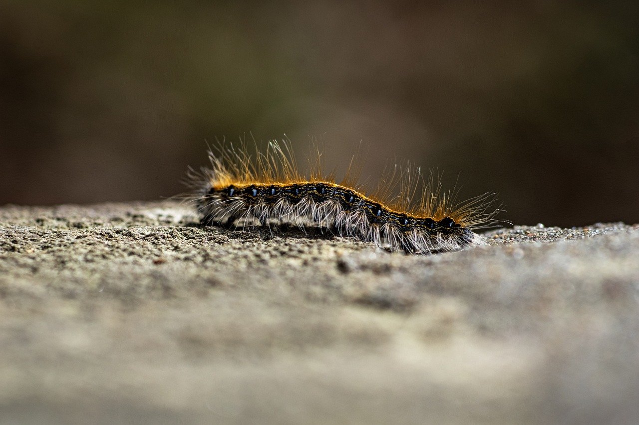 découvrez l'univers fascinant des insectes : leur diversité, leur rôle essentiel dans l'écosystème et leurs interactions avec les humains. plongez dans le monde des petits êtres qui peuplent notre planète.