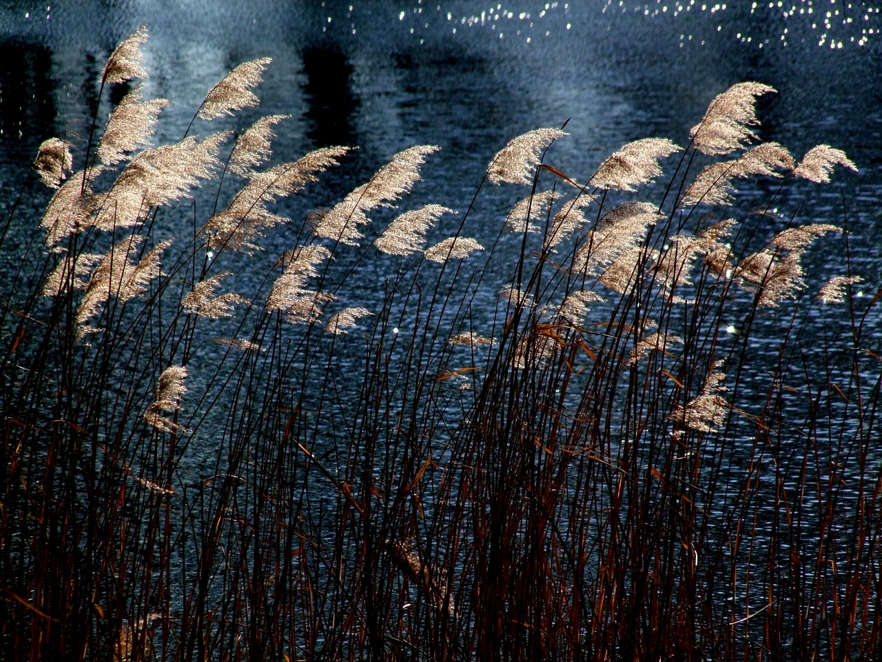 découvrez les herbiers marins, des écosystèmes essentiels à la biodiversité marine et à la santé des océans. apprenez comment ces plantes aquatiques jouent un rôle crucial dans la purification de l'eau, la protection des côtes et le soutien à la faune marine.