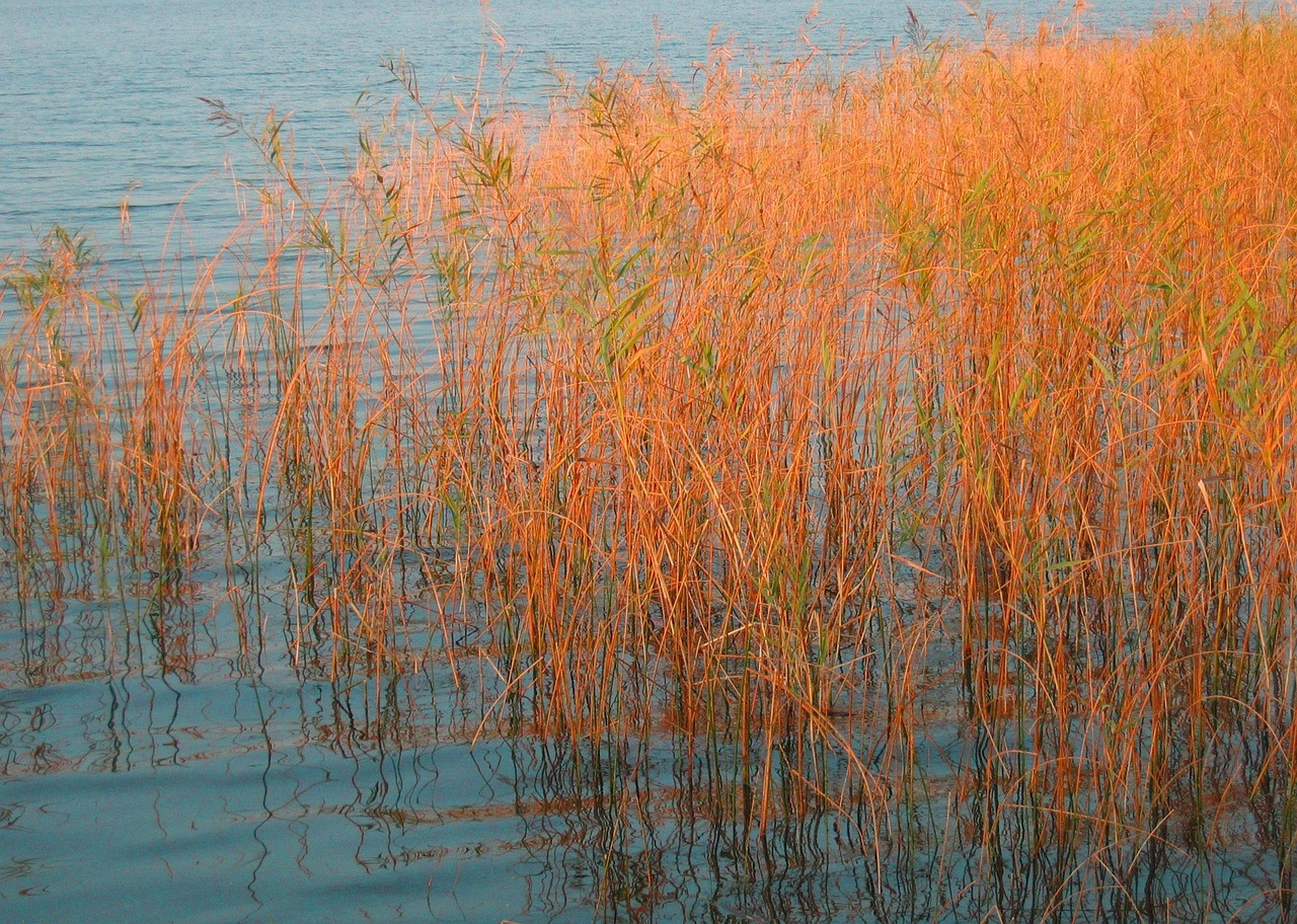 découvrez les herbiers marins, des écosystèmes vitaux pour la biodiversité marine. apprenez leur importance, leur rôle dans l'équilibre écologique et les menaces qui pèsent sur ces précieuses plantations sous-marines.