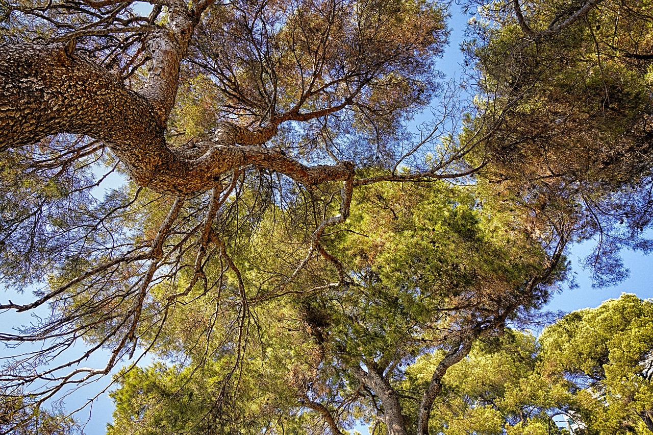 découvrez des solutions durables pour un avenir meilleur. apprenez comment adopter un mode de vie écoresponsable, réduire votre empreinte carbone et soutenir les initiatives écologiques.