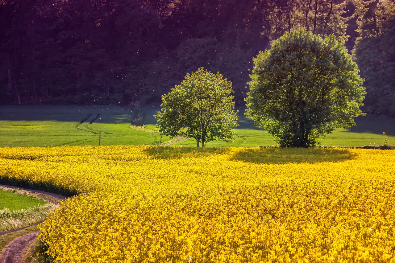 découvrez comment l'agriculture durable révolutionne nos pratiques agricoles, préserve notre environnement et garantit une alimentation de qualité pour les générations futures.