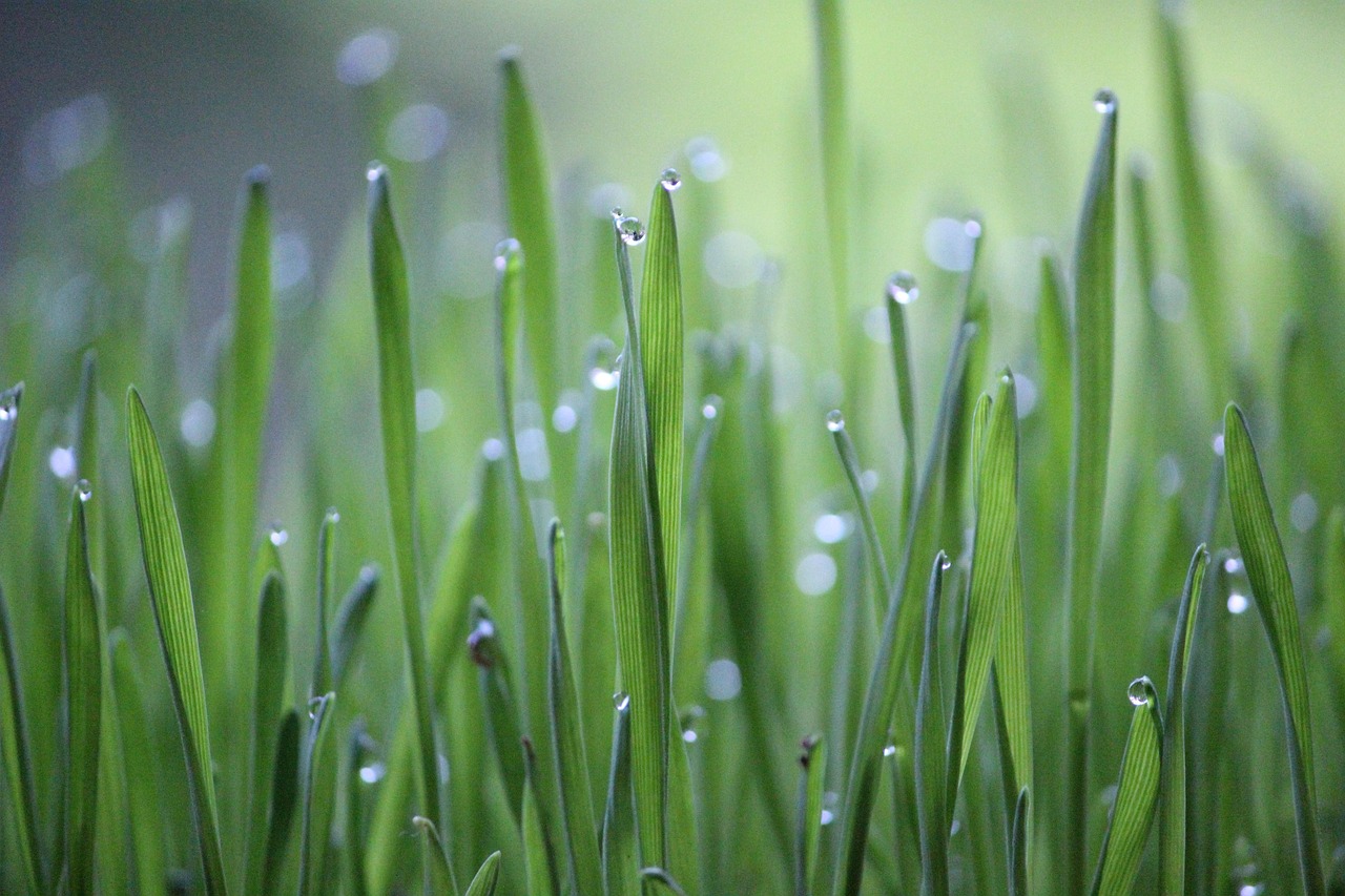 découvrez l'agriculture durable, une approche novatrice qui préserve notre environnement tout en répondant aux besoins alimentaires croissants. apprenez comment des pratiques agricoles respectueuses de la nature favorisent la biodiversité et soutiennent les communautés locales.