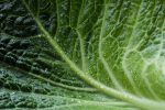 découvrez l'eco-label, un symbole de durabilité et de respect de l'environnement. apprenez comment ces certifications garantissent des produits éco-responsables, tout en soutenant une consommation consciente et responsable.