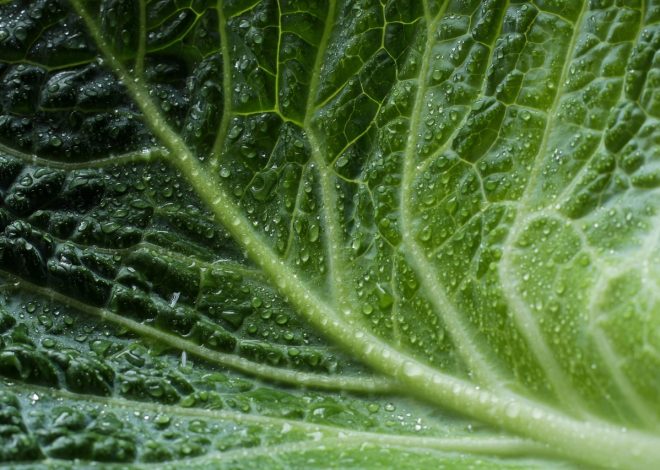 Label vert : Guide complet pour comprendre ce symbole écologique