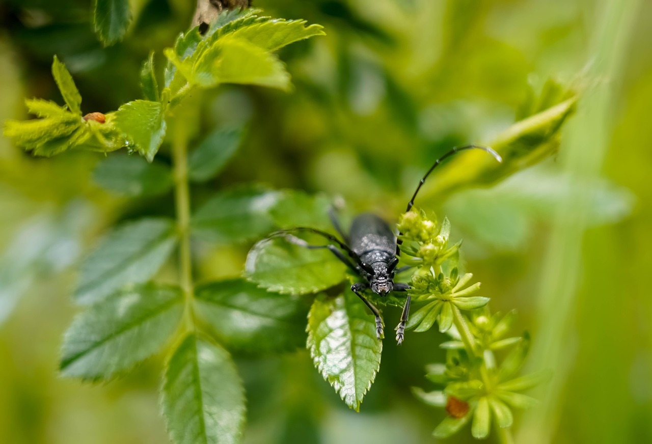 découvrez l'incroyable richesse des réserves de biosphère, des écosystèmes protégés qui favorisent la biodiversité et la durabilité. explorez comment ces réserves contribuent à la conservation de la nature tout en permettant des pratiques de développement durable.