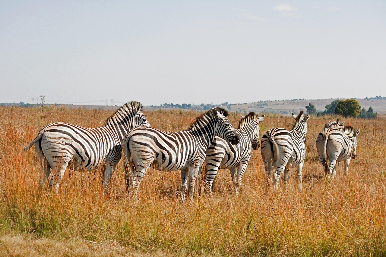 découvrez la richesse des réserves de biosphère, des écosystèmes protégés qui préservent la biodiversité tout en promouvant le développement durable. explorez les initiatives locales et les projets de conservation qui permettent de protéger notre planète pour les générations futures.