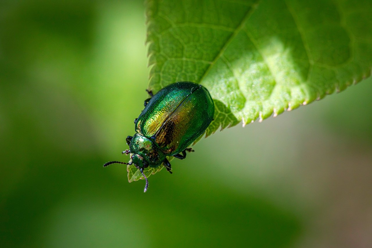 découvrez l'importance de la certification écologique pour les entreprises et les consommateurs. apprenez comment cette démarche contribue à la protection de l'environnement et à la durabilité, tout en valorisant les produits et services responsables.