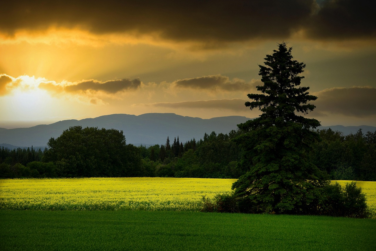 découvrez comment les écosystèmes s'adaptent aux changements environnementaux et aux nouvelles conditions climatiques. plongez dans les mécanismes d'adaptation des espèces et la résilience des habitats naturels face aux défis modernes.