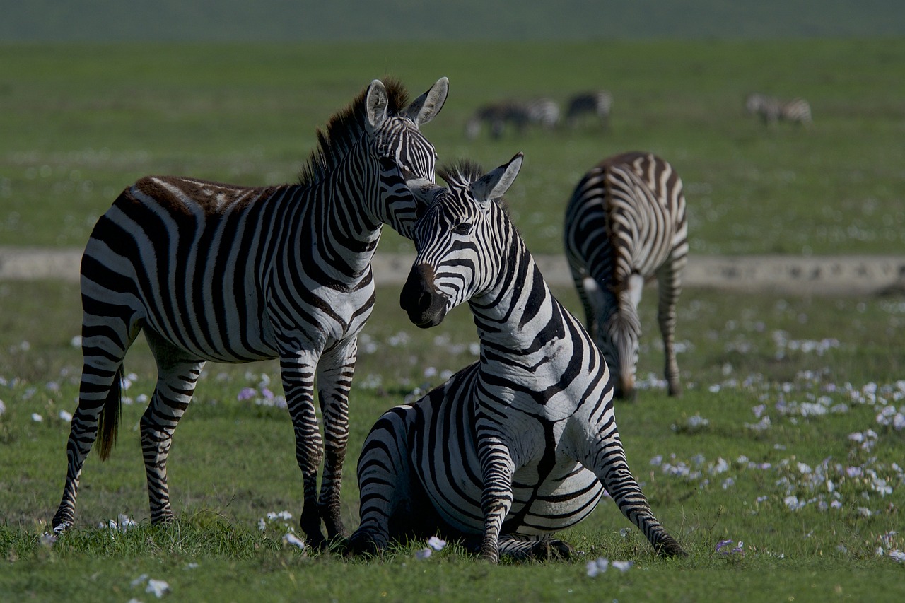 découvrez comment les écosystèmes s'adaptent aux changements environnementaux et climatiques. explorez les mécanismes d'adaptation des espèces et les stratégies innovantes pour préserver la biodiversité.