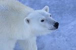 découvrez l'importance de la conservation pour préserver notre biodiversité et notre écosystème. apprenez des méthodes durables pour protéger la nature et les espèces menacées tout en favorisant un avenir meilleur pour les générations à venir.