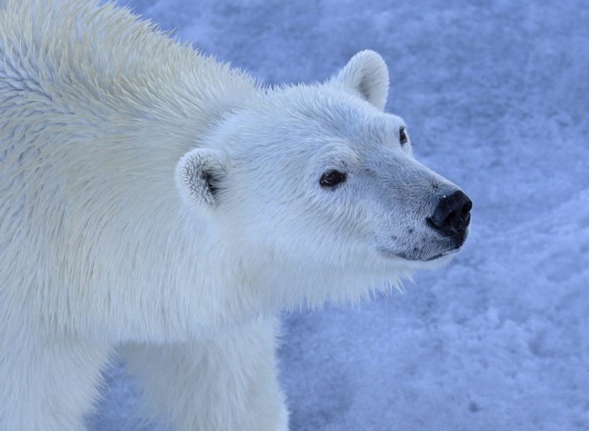 Zone de conservation : comprendre son rôle crucial dans la préservation de la biodiversité
