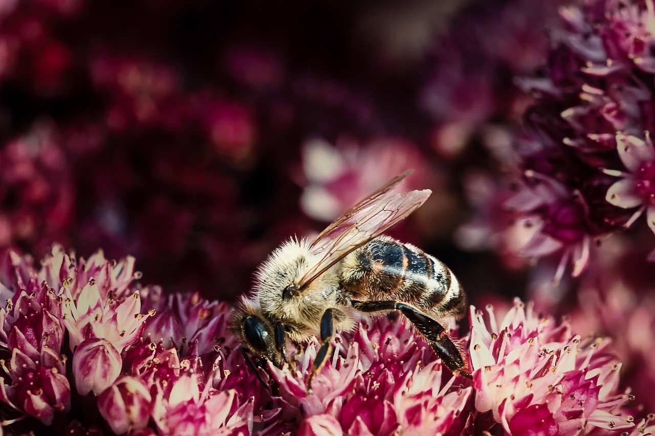 découvrez l'importance de la biodiversité pour notre planète. apprenez comment la diversité des espèces et des habitats contribue à l'équilibre écologique et à la durabilité de nos écosystèmes. ensemble, préservons notre patrimoine naturel.