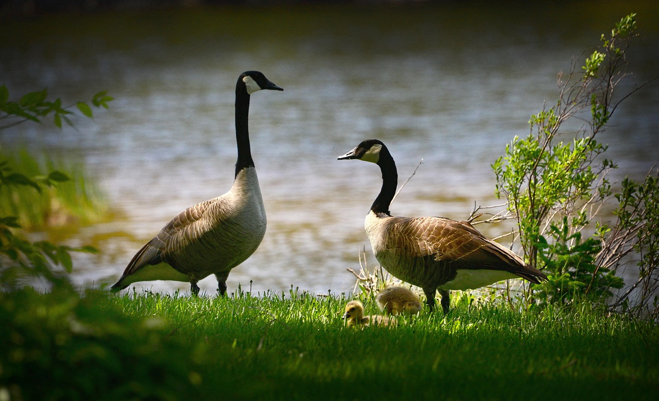 découvrez l'importance de la biodiversité pour notre planète. explorez les différentes espèces, habitats et écosystèmes qui interagissent pour maintenir l'équilibre naturel. apprenez comment préserver la richesse biologique et participer à la protection de notre environnement.