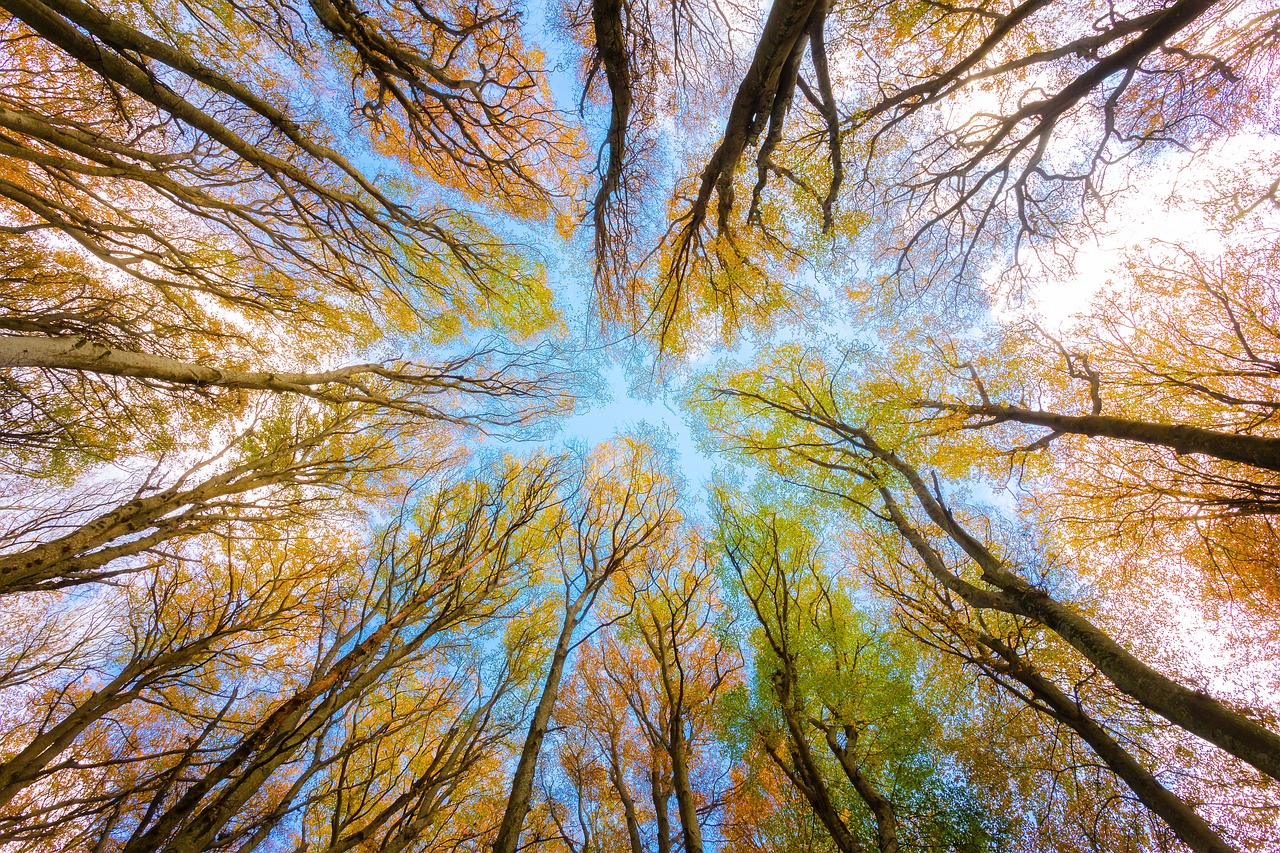 découvrez l'importance de la protection de l'environnement, les défis écologiques contemporains, et les actions que chacun peut entreprendre pour préserver notre planète. engagez-vous dans une démarche durable pour un avenir meilleur.