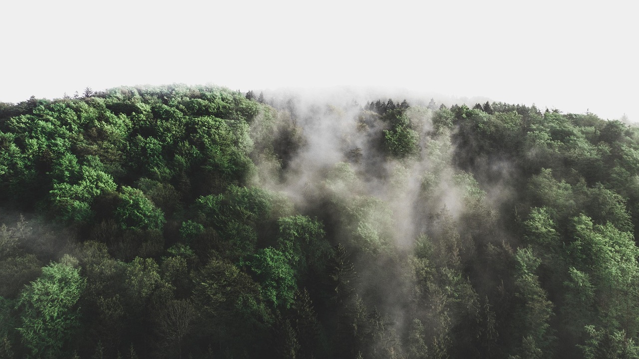 découvrez l'importance de l'environnement, ses enjeux actuels et les actions nécessaires pour préserver notre planète. explorez les solutions durables et engagez-vous pour un avenir meilleur.