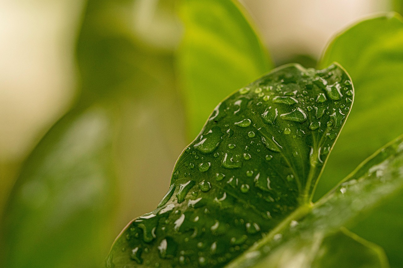 découvrez l'importance de la protection de l'environnement, des enjeux écologiques aux actions durables. apprenez comment chaque geste compte pour préserver notre planète pour les générations futures.