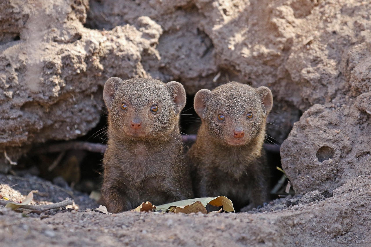 découvrez l'importance de la conservation de la faune, des initiatives pour protéger les espèces menacées et comment chacun peut contribuer à la préservation de la biodiversité. rejoignez-nous dans notre mission pour un avenir durable et équilibré.