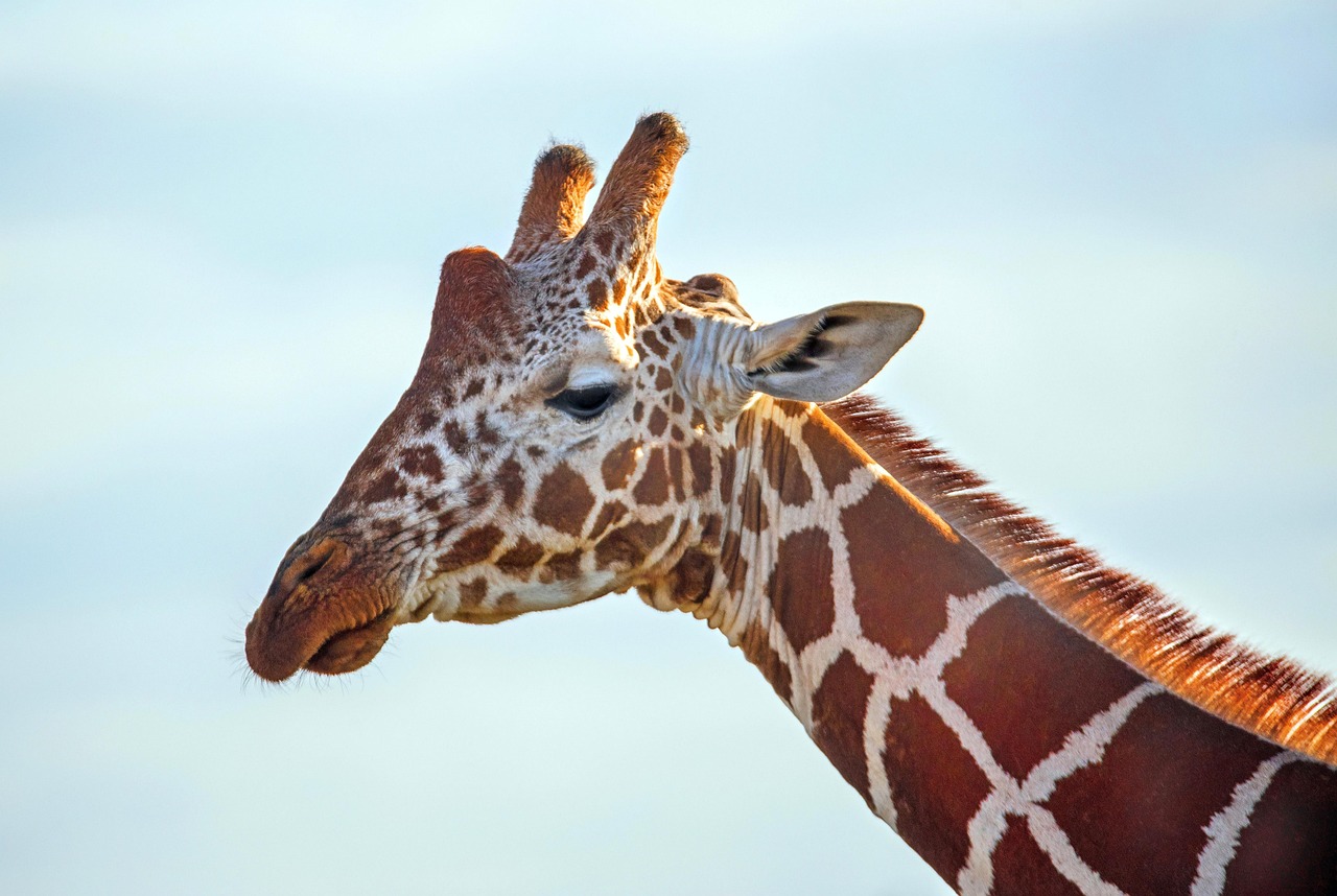 découvrez l'importance de la conservation de la faune, ses enjeux et les actions à entreprendre pour protéger les espèces menacées et leur habitat, afin de préserver notre riche biodiversité pour les générations futures.