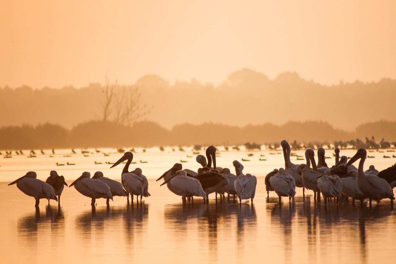 découvrez l'importance de la conservation de la faune et des efforts pour protéger la biodiversité. explorez les initiatives, les impacts environnementaux et comment chacun peut contribuer à la sauvegarde des espèces menacées.